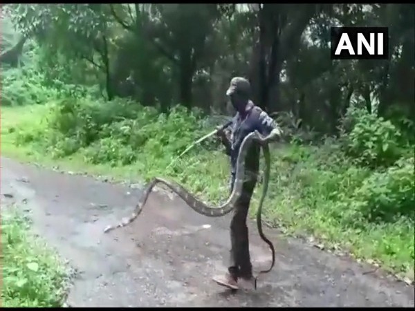 A 15-feet-long King Cobra was rescued from Narasipuram village in Thondamuthur, Coimbatore by Forest Department today. (Photo/ANI)