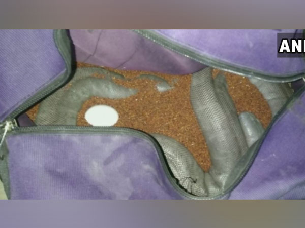 Bokaro police recovered rare snake Red Sand Boa worth Rs 1.6 crore on Friday. Photo/ANI