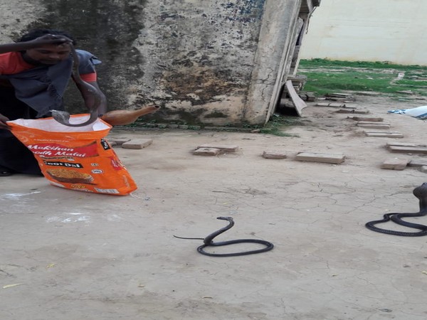 Visuals of Snakes captured in Lucknow jail on Tuesday.