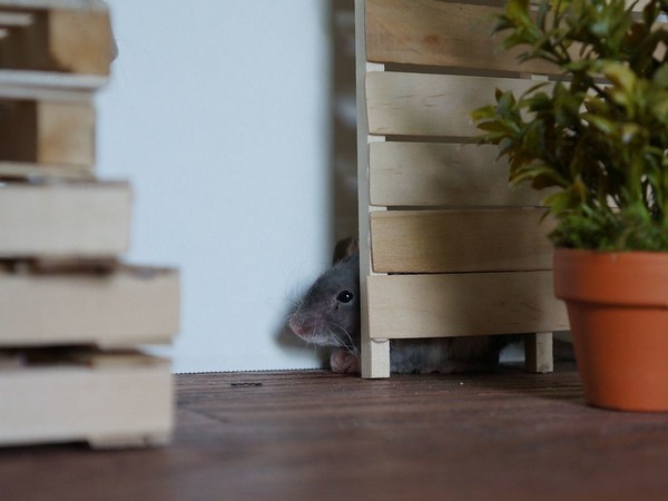 Ryan Sentelle State confessed to planting mice and hamsters at different hotel accommodations