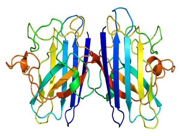 Previous research has suggested that SOD1 gene mutations may result in ALS