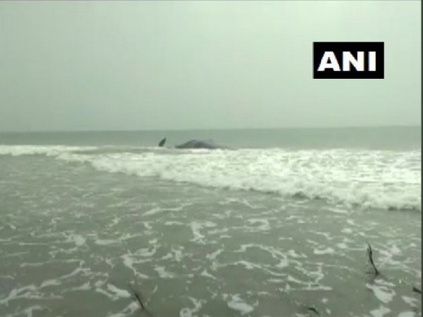 Carcass of a sperm whale was found on the coast at Gahirmatha marine sanctuary in Kendrapara