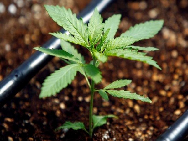 Representative Image