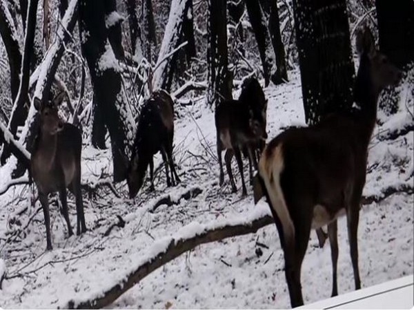 Hangul Kashmir Stag in the Dachigam National Park (Photo/ANI)