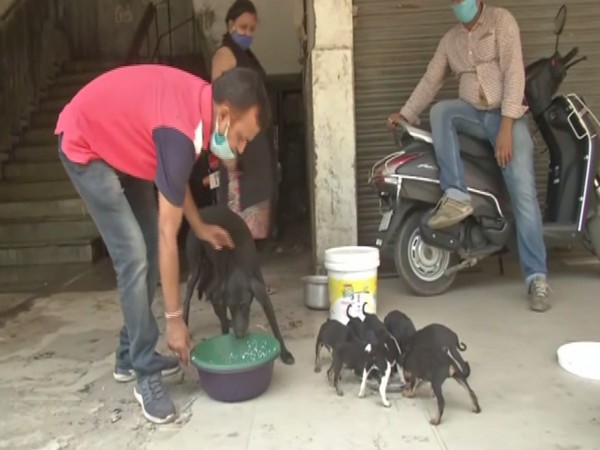 People feed stray animals during lockdown. (Photo/ ANI)