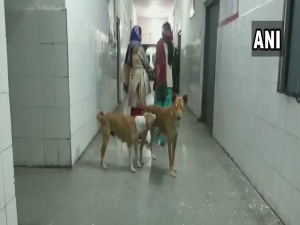 Stray dogs were seen roaming in the emergency ward of Community Health Center, Puranpur in Pilibhit on Friday. (Photo/ANI)