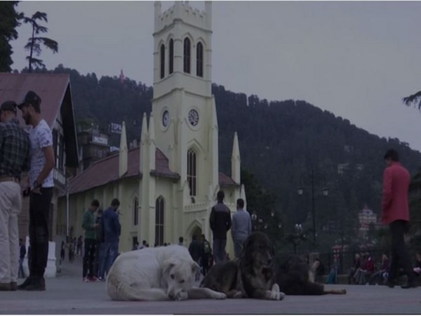 Stray dogs in Shimla. Photo/ANI