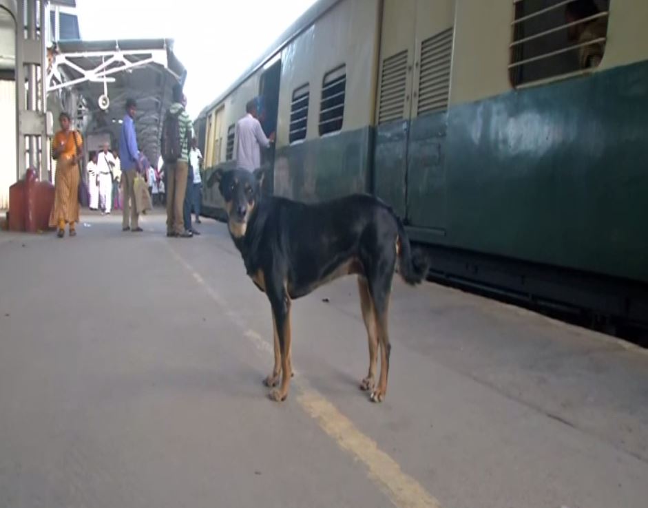 The stray dog at the platform of Park town station in Chennai. Photo/ANI