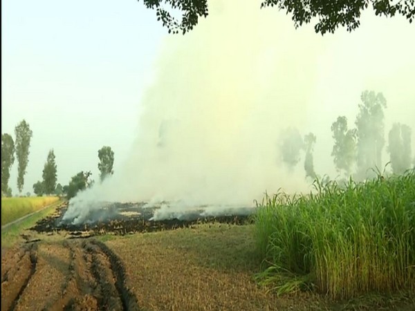 Farmers burning crop residue in Fatehabad, Haryana [Photo/ANI]