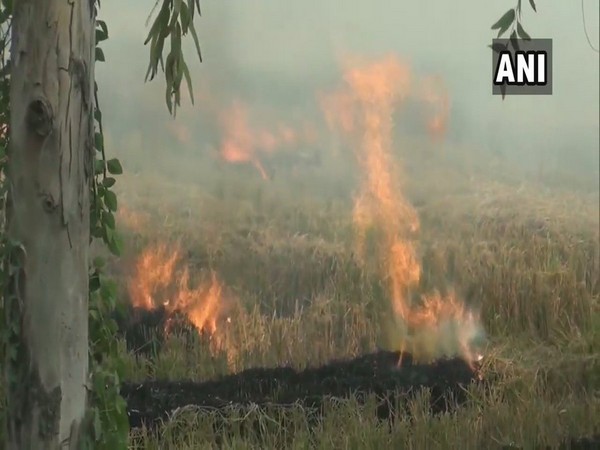 Farm stubble being burnt in Kaithal district, Haryana, on Saturday. Photo/ANI