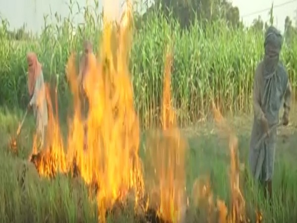 Farmers continue to burn stubble in Tarn Taran (Photo/ANI)