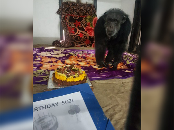 Hyderabad's Nehru Zoological Park on Wednesday celebrated 34th birthday chimpanzee 
