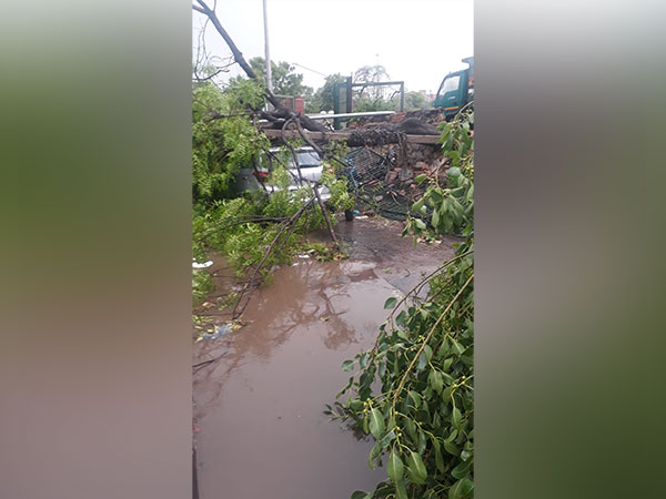 Tree fell over a car in Delhi after rain and storm.
