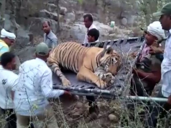 Tiger ST-16 died at Sariska Tiger Reserve on Saturday