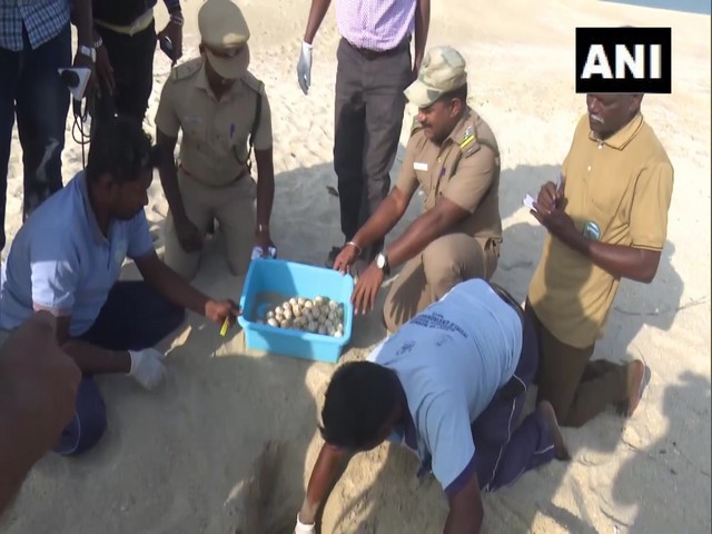Forest department collecting turtle eggs at Dhanuskodi beach (Photo/ANI)