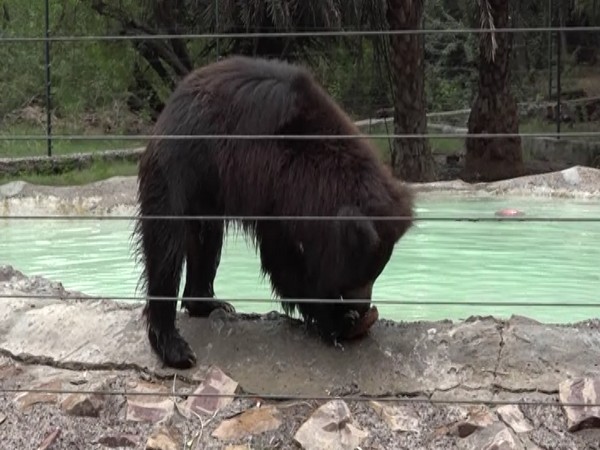 Bear enjoying near freshwater pond (Photo/ANI)