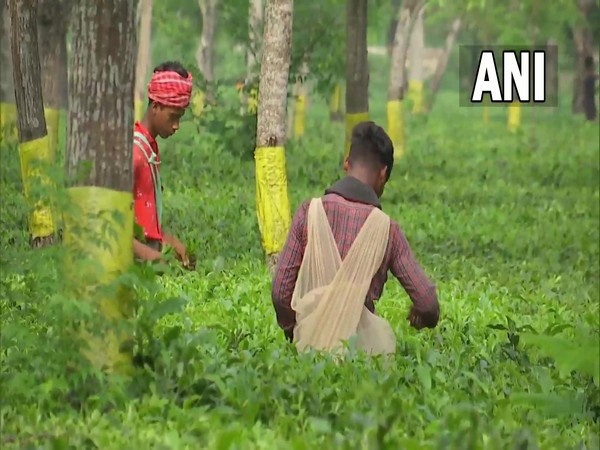 North Bengal tea garden. (ANI/Photo)