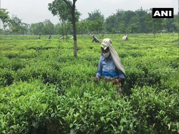 A tea garden in Siliguri. (Photo/ANI)