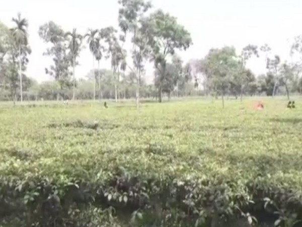 A tea garden in Kishanganj.