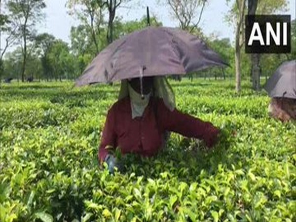 Tea plucking has begun in Dagapur Tea Estate in Siliguri with 50 per cent workforce. (ANI)