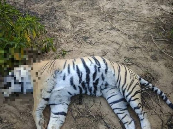 Tiger named 'Dollar' found dead in Rajasthan. Photo/ANI
