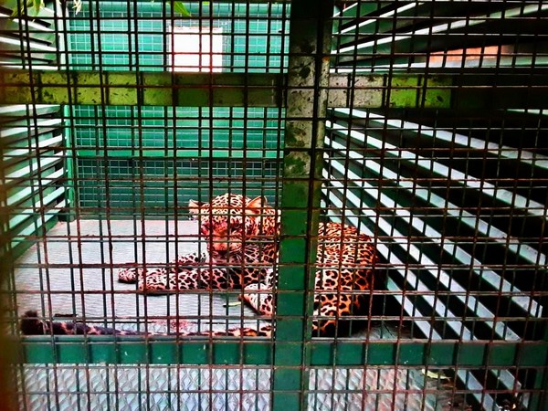 Leopard which ventured into Sirumugai in cage
