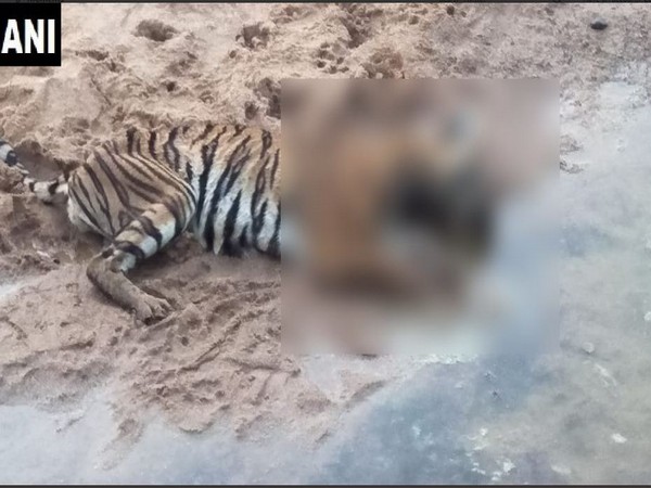 A tigress was found dead in Chandrapur district on Wednesday morning. Photo/ANI
