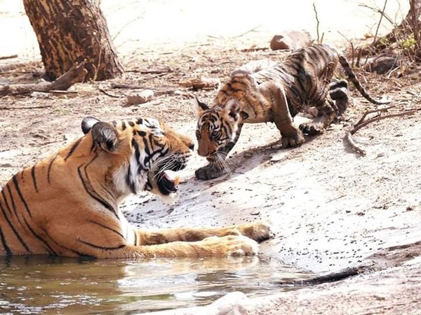 Visuals of a T-73 tigress along with her cub in the Ranthambore Tiger Reserve in Rajasthan. (Photo: ANI)