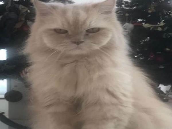 Tiger Shroff mourns loss of pet cat JD (Image courtesy: Instagram)