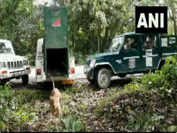 A tiger was released in the Kaziranga National Park on Thursday by the forest department. (Photo/ANI)