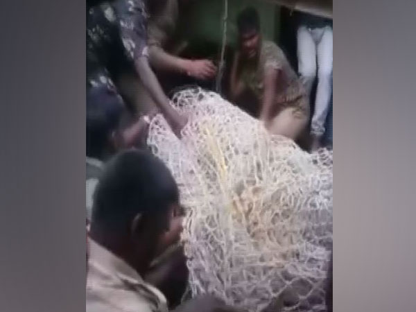 Tiger captured by forest official at Bandipur National Park in Karnataka 