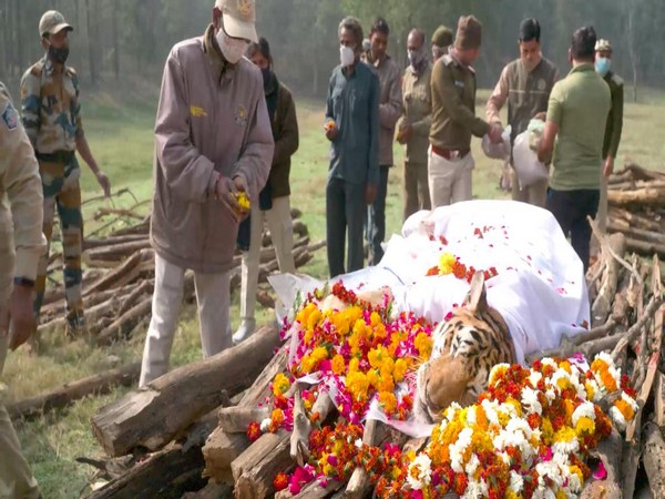 Forest department paying last respects to 'Collarwali' tigress. (ANI/photo)
