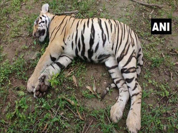  Tigress and her two cubs found dead in Chimur Forest area of Chandrapur. Photo/ANI