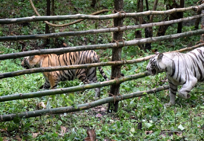 The two Tigresses Rika and Kika at Bengal Safari Park in Siliguri (File Photo)