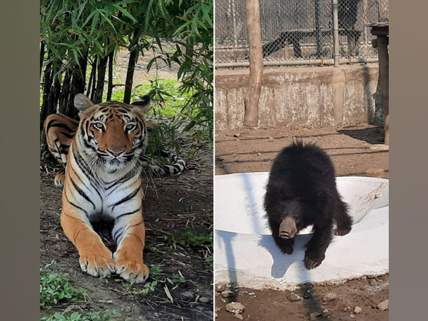 Two female tigresses along with a female sloth bear and a male sloth bear arrived in the Delhi zoo today. 