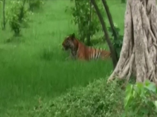 Visuals of the tigress in Pilibhit, Uttar Pradesh.