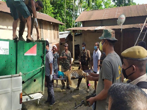 The rescued tigress being taken away by the Forest Department. [Photo/ANI]