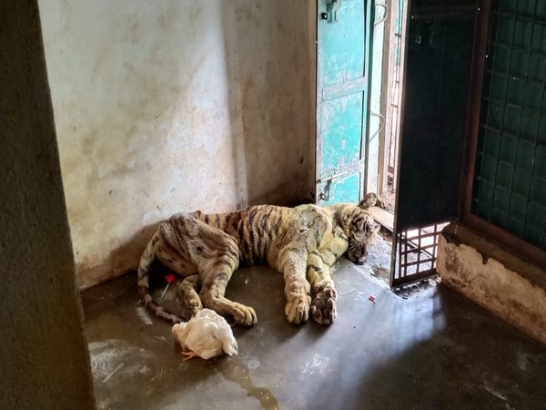 Tigress (T-23) that died at Bandhavgarh National Park in Umaria district of Madhya Pradesh. Photo/ANI