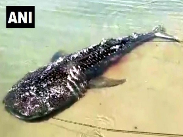 Giant sperm whale washed ashore in Tamil Nadu's Ramanathapuram. (Photo/ANI)