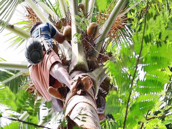 Toddy tappers in Kerala say it would take at least a month to get good supply of Toddy