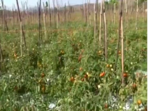 Andhra Pradesh farmers uploaded videos of their produce on social media. (Photo/ANI)