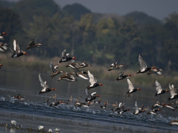 Odisha forest department