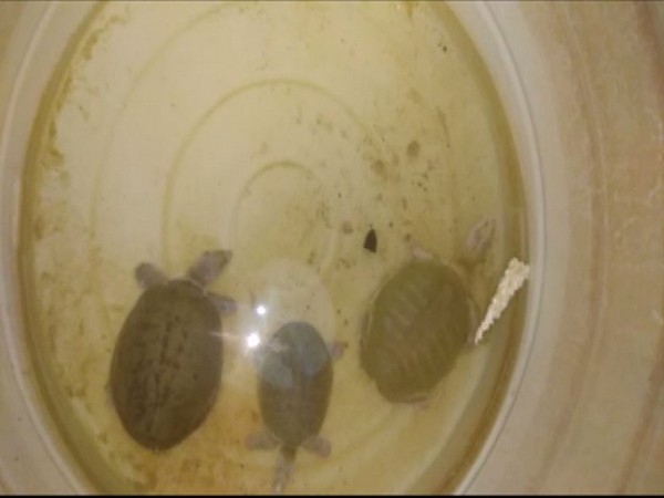 Smuggled turtles kept in a water tank in Chhattisgarh  [Photo/ANI]