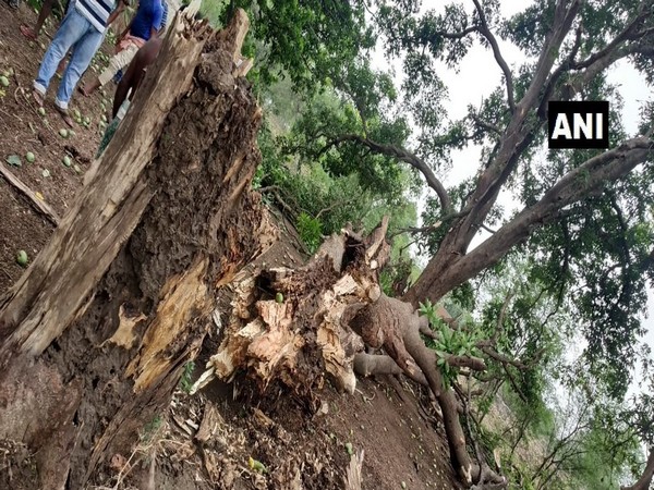 Tree uprooted during thunderstorm in Odisha