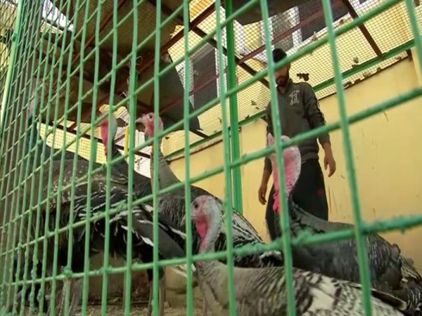Scientists of SKUAST have imported Turkey to distribute among farmers and train them in poultry farming. [Photo/ANI]