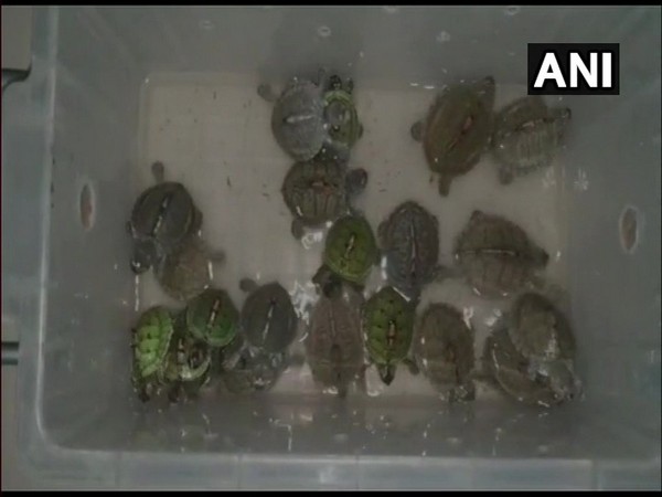 20 turtles seized from Crawford Market in Mumbai on Saturday. Photo/ANI
