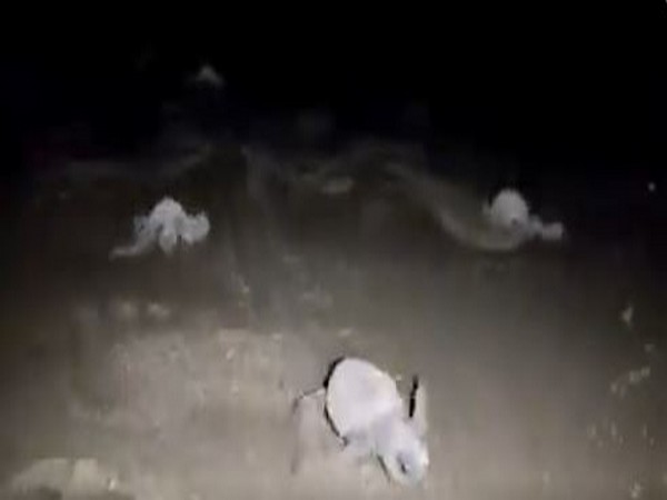 Olive Ridley hatchlings on Morjim beach in Goa [Photo/ANI]
