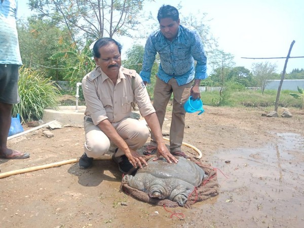 Visuals of turtle in Odisha. 