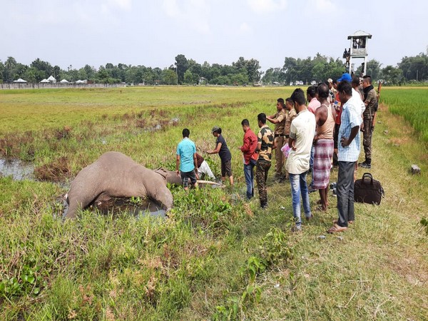 Forest department officials suspect the elephant died due to electrocution in Jalpaiguri on Saturday. Photo/ANI 