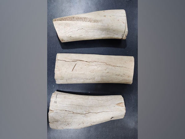 Visual of Elephant tusks recovered by STF (Photo/ANI) 